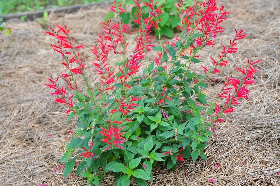 Pineapple Sage Herb Plants Kailash Herbs