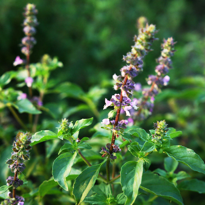 Tulsi Plants Organic